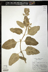 Asclepias oenotheroides image