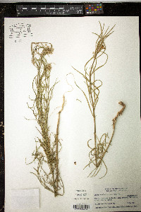 Asclepias subverticillata image