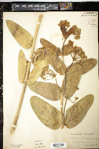 Asclepias sullivantii image