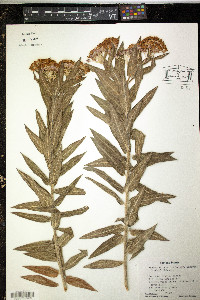 Asclepias tuberosa subsp. interior image