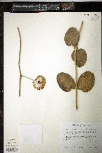 Hoya carnosa image