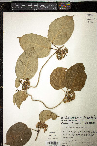 Marsdenia macrophylla image