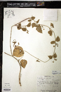 Matelea reticulata image