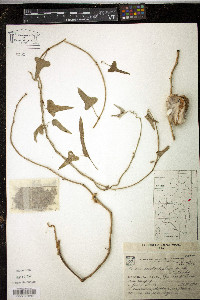 Araujia brachystephana image