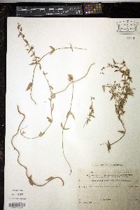 Blyttia spiralis image