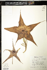 Stapelia gigantea image