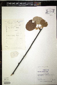Actinidia chinensis image