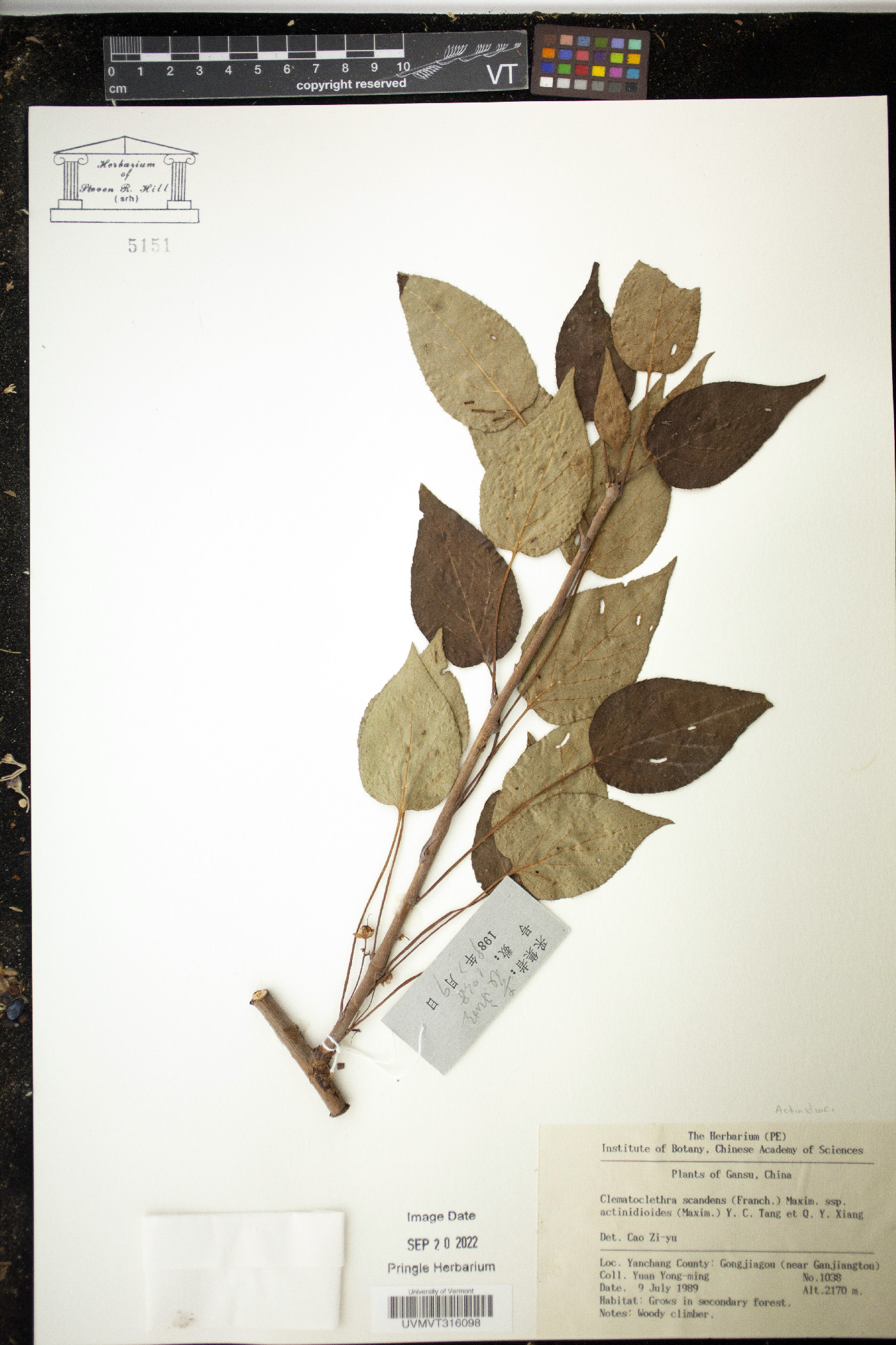 Clematoclethra image