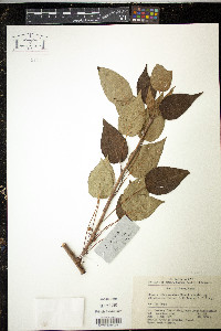 Media resource of Clematoclethra scandens