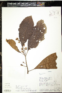 Saurauia prainiana image