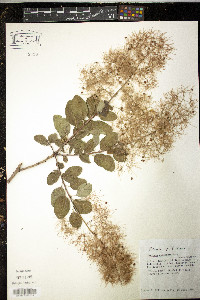 Cotinus coggygria image