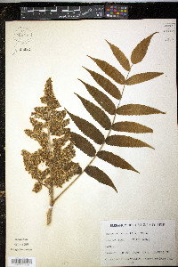 Rhus typhina image