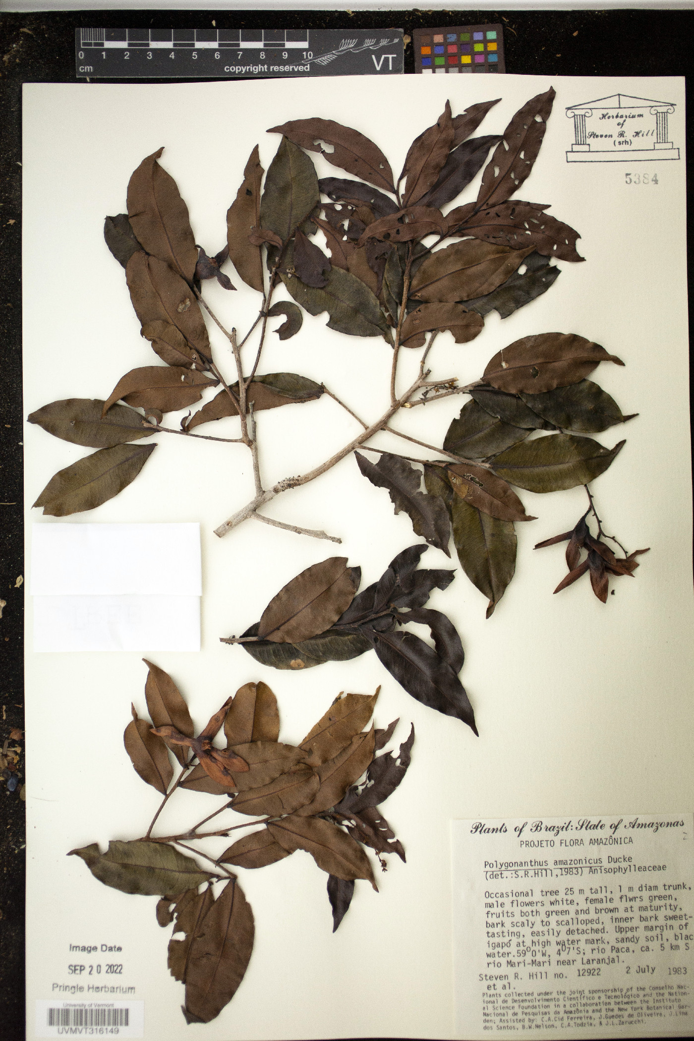Polygonanthus amazonicus image