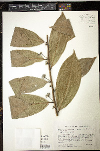 Guatteria caribaea image