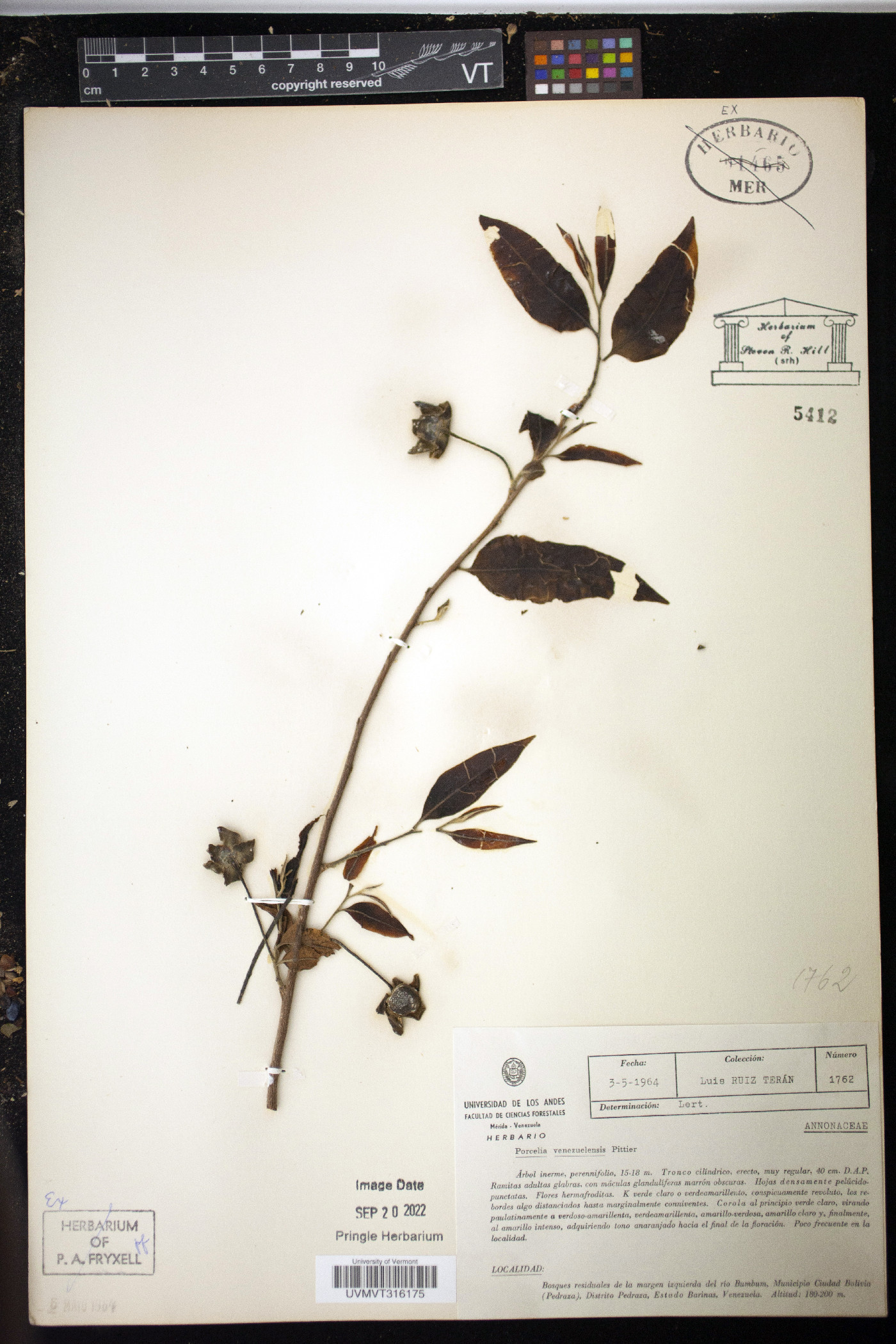Porcelia venezuelensis image