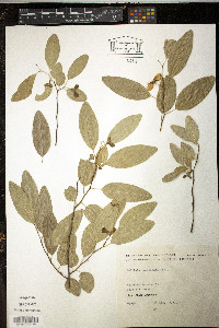 Rollinia emarginata image