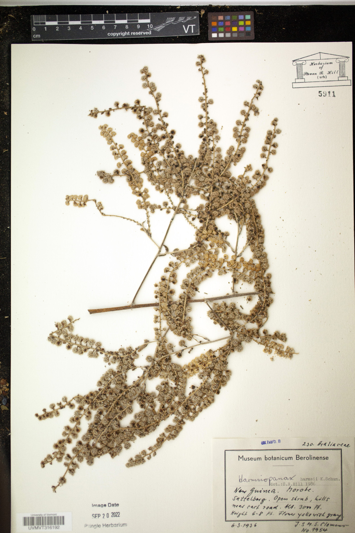 Harmsiopanax harmsii image