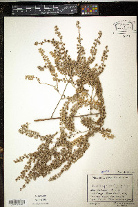Media resource of Harmsiopanax harmsii