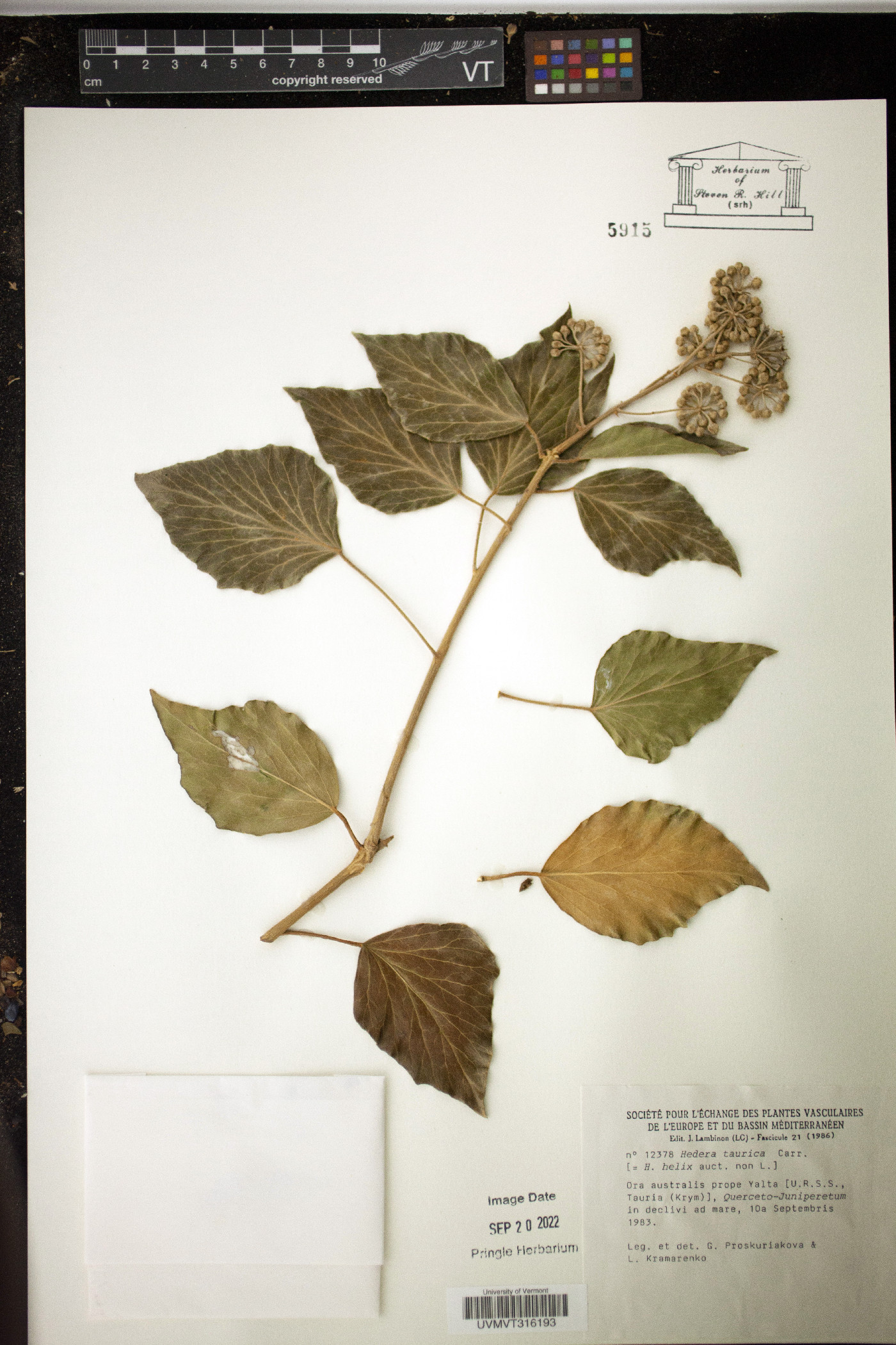 Hedera taurica image