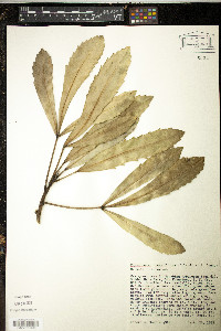 Pseudopanax crassifolium image