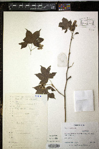 Media resource of Acer elegantulum