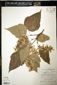 Acer grosseri image