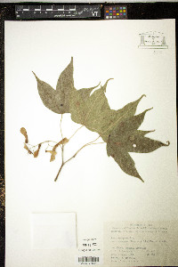Acer longipes image