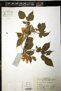 Acer stachyophyllum image