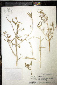 Amaranthus acanthochiton image