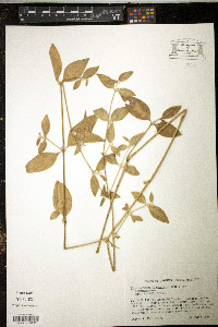 Alternanthera flavogrisea image