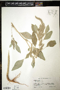 Amaranthus hybridus image