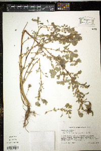 Amaranthus blitum image