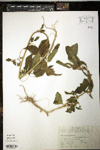 Amaranthus cruentus image
