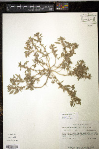 Amaranthus polygonoides image