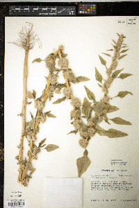 Amaranthus tricolor image