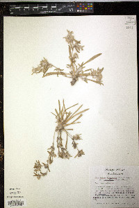 Guilleminea lanuginosa image