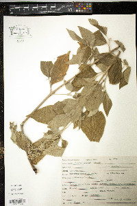 Iresine grandis image