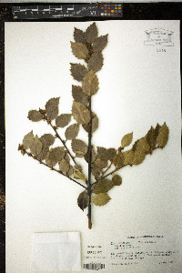 Ilex aquifolium image