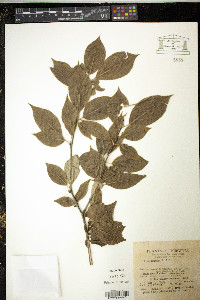 Ilex montana image