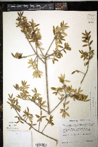 Ilex myrtifolia image