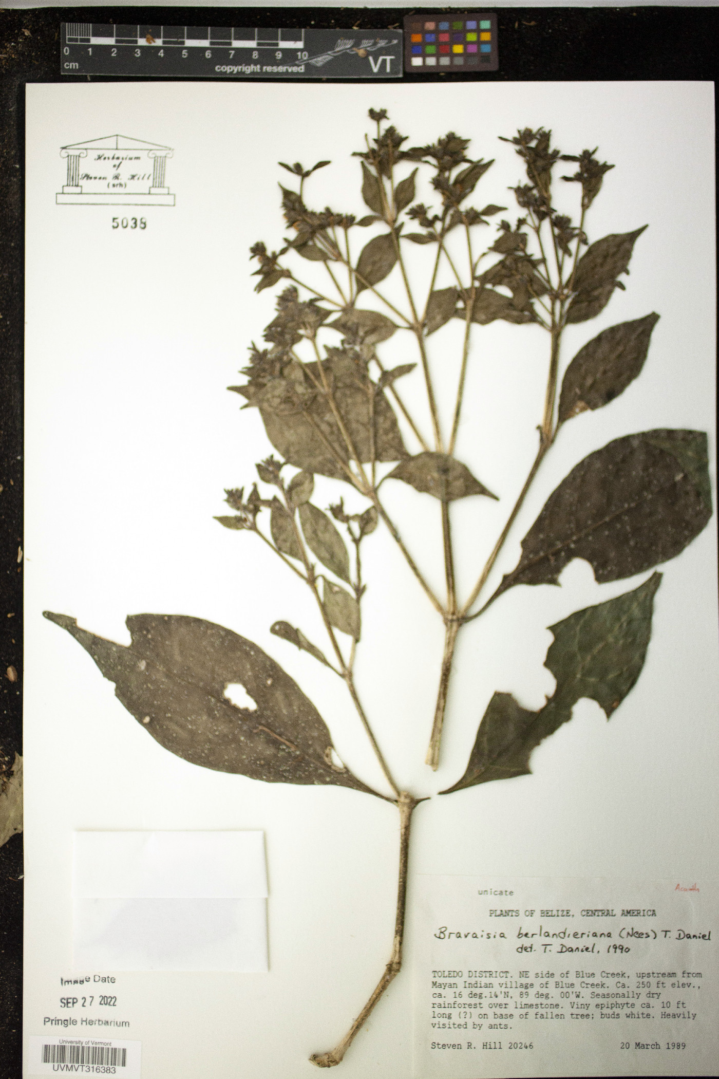 Bravaisia berlandieriana image