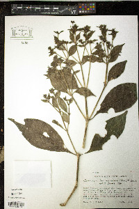 Bravaisia berlandieriana image