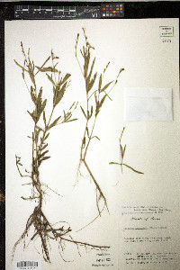 Justicia ovata image