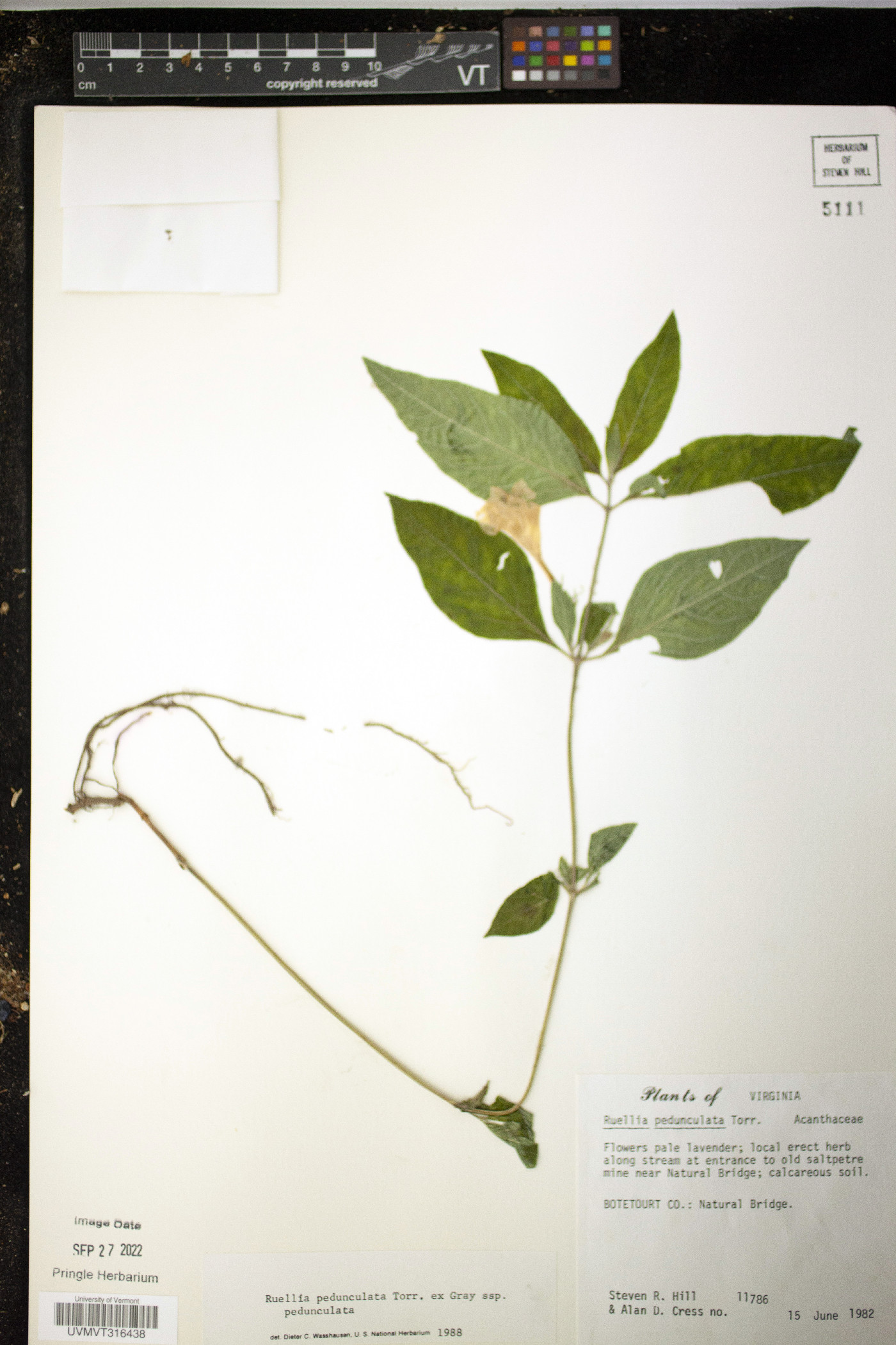 Ruellia pedunculata image