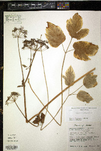 Aegopodium podagraria image