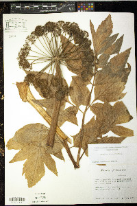Angelica atropurpurea image