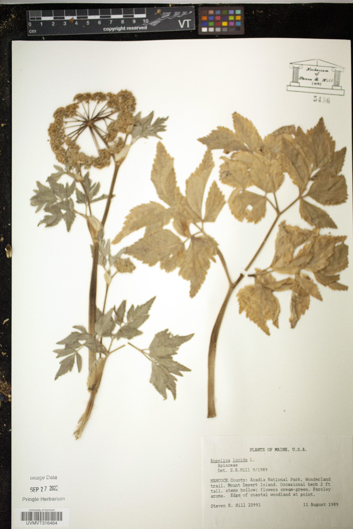 Angelica lucida image