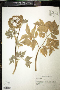 Angelica lucida image