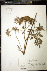 Angelica venenosa image