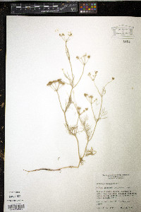 Bifora americana image